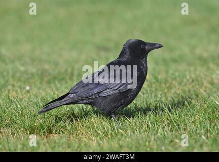 Carrion Crow - Corvus corone corone Stock Photo