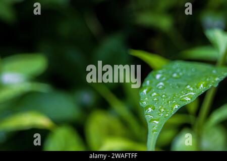 Close-up of droplets on green leaf in the garden. After-raindrops close-up on a green leaf in the backyard. Stock Photo