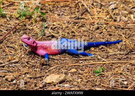 Male mwanza flat-headed rock agama (Agama mwanzae) or the Spider-Man agama on ground in Serengeti  National Park, Tanzania Stock Photo