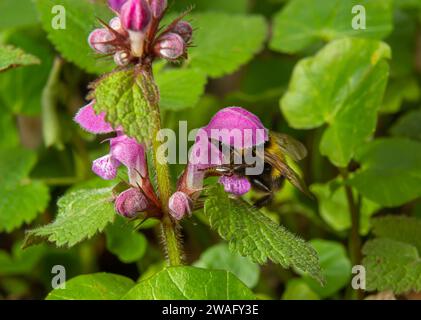 Large fluffy bumblebee closeup. Background with a bumblebee pollinating Lamium maculatum flowers. Stock Photo