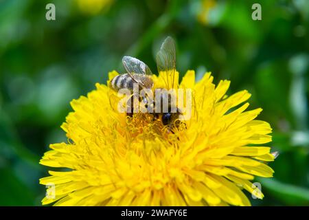 Closeup of the female of the Yellow-legged Mining Bee, Andrena flavipes on a yellow flower of dandelion , Taraxacum officinale. Stock Photo