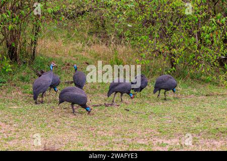 Helmeted guineafowl (Numida meleagris) on green meadow in Serengeti national park, Tanzania Stock Photo