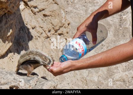 Barbary ground squirrel (Atlantoxerus getulus) drinking from tourist's hand as water is poured into it, Ajuy, Fuerteventura, Canary Islands, September. Stock Photo