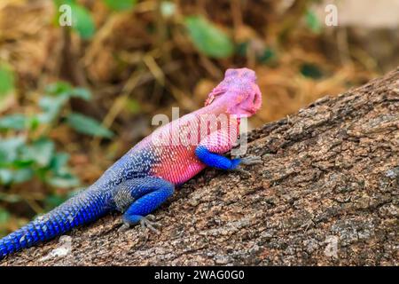 Male mwanza flat-headed rock agama (Agama mwanzae) or the Spider-Man agama on a tree trunk in Serengeti  National Park, Tanzania Stock Photo