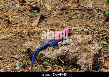 Male mwanza flat-headed rock agama (Agama mwanzae) or the Spider-Man agama on a stone in Serengeti  National Park, Tanzania Stock Photo