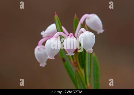 Bog-rosemary (Andromeda polifolia) in flower in Sweden, native to northern parts of the Northern Hemisphere Stock Photo