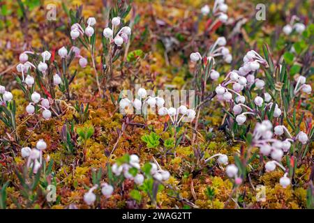 Bog-rosemary (Andromeda polifolia) in flower in Sweden, native to northern parts of the Northern Hemisphere Stock Photo