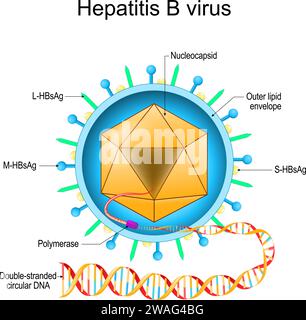 Structure of Hepatitis D virus. Virion anatomy. Infectious disease of ...