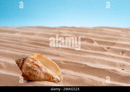 Seashell in the sand on a blue background, abstract texture for design, copyspace, Summer concept Stock Photo