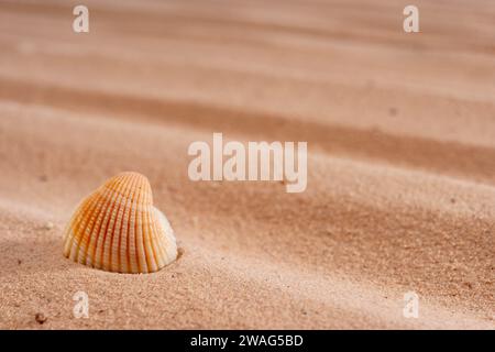 Seashell on the sand , Abstract texture for design, close up, copyspace, summer concept. Selective focus. nature. Stock Photo
