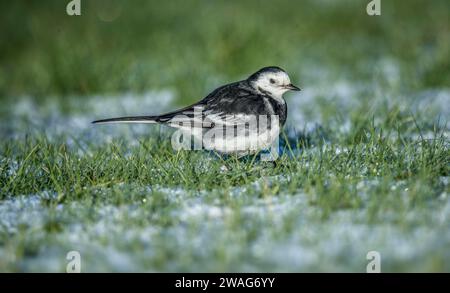 Pied wagtail, Motacilla alba standing on the icy ground looking for food Stock Photo
