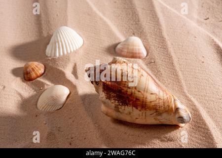 close up of Seashells on the sand , Summer vacation concept. Stock Photo