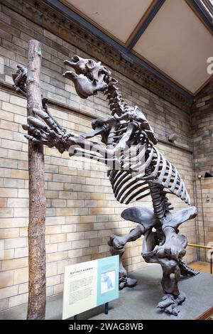 London, UK - May 19,2023: Megatherium (Megatherium americanum) with the posture it would supposedly have in life, exhibited in the Natural History Mus Stock Photo