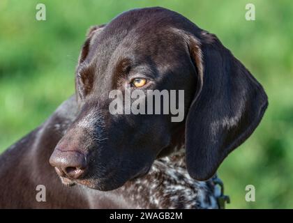 German Shorthaired Pointer Stock Photo