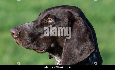 German Shorthaired Pointer Stock Photo