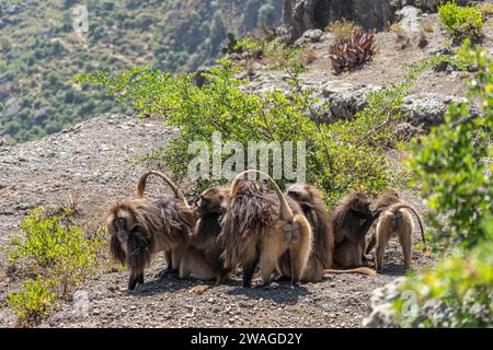 Gelada baboons (Theropithecus Gelada) grooming each other, Simien mountains national park, North Ethiopia Stock Photo