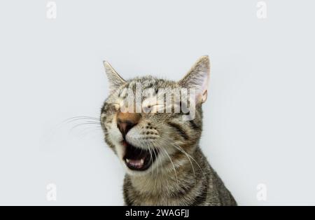 Funny portrait tabby cat surprised and meowing. Isolated on white background Stock Photo