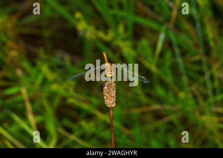 Sympetrum sanguineum Family Libellulidae Genus Sympetrum Ruddy darter dragonfly wild nature insect wallpaper, picture, photography Stock Photo