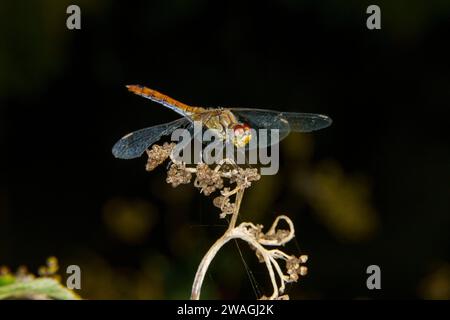 Sympetrum sanguineum Family Libellulidae Genus Sympetrum Ruddy darter dragonfly wild nature insect wallpaper, picture, photography Stock Photo