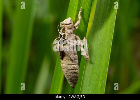 Larval dragonfly grey shell. Nymphal exuvia of Gomphus vulgatissimus. White filaments hanging out of exuvia are linings of tracheae. Exuviae, dried ou Stock Photo