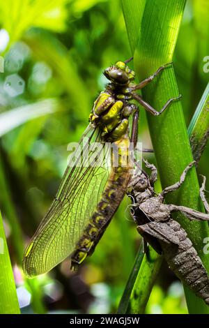 Larval dragonfly grey shell. Nymphal exuvia of Gomphus vulgatissimus. White filaments hanging out of exuvia are linings of tracheae. Exuviae, dried ou Stock Photo