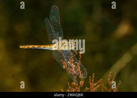 Sympetrum sanguineum Family Libellulidae Genus Sympetrum Ruddy darter dragonfly wild nature insect wallpaper, picture, photography Stock Photo