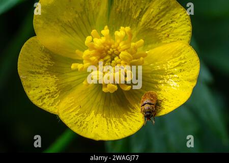 Raspberry beetle, Byturus tomentosus, on flower. These are beetles from the fruit worm family Byturidae, the main pest that affects raspberries, black Stock Photo