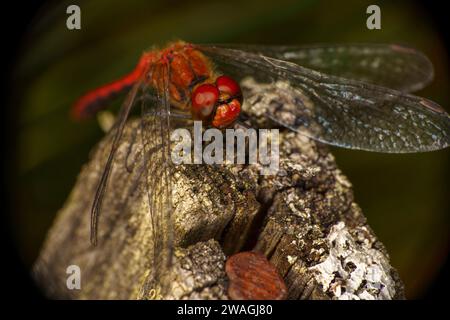 Sympetrum sanguineum Family Libellulidae Genus Sympetrum Ruddy darter dragonfly wild nature insect wallpaper, picture, photography Stock Photo