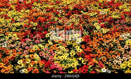 Background material photo of a close-up of a flower garden with colorful zinnia flowers Stock Photo
