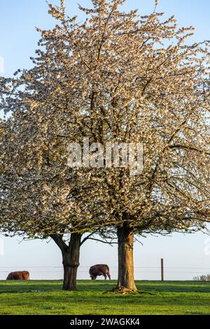 Fruit trees in flower in a meadow where cattle graze Stock Photo