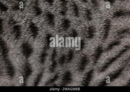 Full frame macro detailed  image of dark silver with black spotted domestic Savannah cat fur. Stock Photo