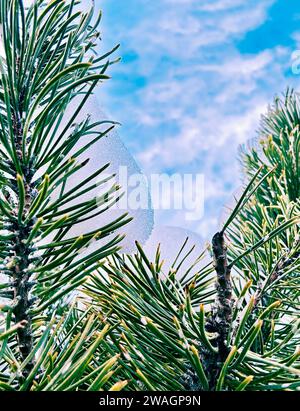 Macro image shows snow in blobs coming toward the pine trees. Blue sky with clouds is above. Outside image depicts winter season approaching. Stock Photo