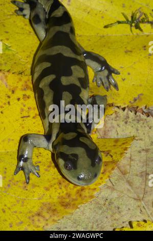 Natural vertical closeup of the Barred tiger salamander , Ambystoma mavortium on yellow fallen leaves Stock Photo
