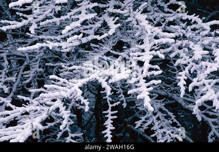 Freshly fallen snow covers the outside branches of a shrub on the edge of the forest, Newport State Park, Door County, Wisconsin Stock Photo