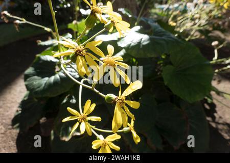 Japanischer Huflattich (Farfugium japonicum, syn. Ligularia tussilaginea), Gran Canaria, Kanarische Inseln, Spanien Stock Photo