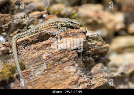 Columbretes wall lizard, Catalan wall lizard (Podarcis liolepis), on a boulder, France, Cévennes Stock Photo