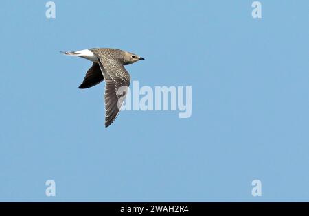 black-winged pratincole (Glareola nordmanni), juvenile bird in flight in the blue sky, side view, Netherlands Stock Photo
