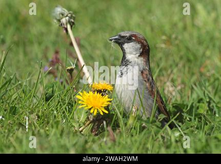 house sparrow (Passer domesticus), male eats dandelion fruits, Netherlands, Northern Netherlands, Wieringen, Stroe Stock Photo