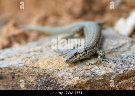 Columbretes wall lizard, Catalan wall lizard (Podarcis liolepis), on a boulder, front view, France, Cévennes Stock Photo
