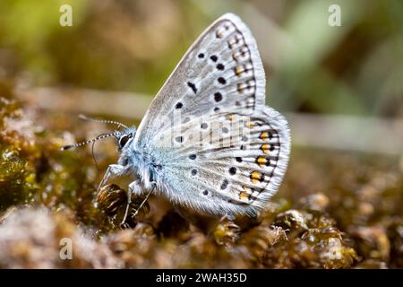 Eros blue, Common meadow blue (Polyommatus eros), imago, side view, France, Allos Stock Photo