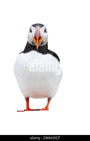 cut out image of single Atlantic puffin, Fratercula arctica, standing with beak open, United Kingdom Stock Photo