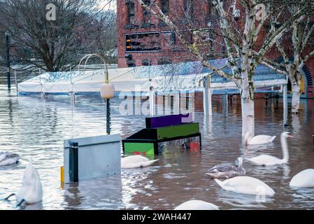 Severe January flooding from Winter storms,high river water levels and heavy rains, pouring into Severn river from surrounding hills,submerging trees Stock Photo