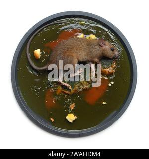 Rat brown dead was glued on Glue Trap boar on a white background. Stock Photo