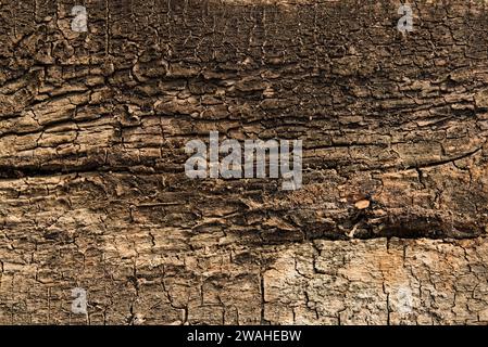 close up view of a old wooden surface Stock Photo