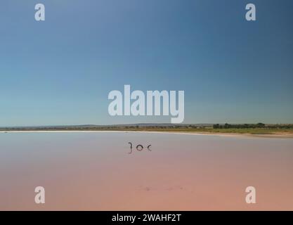 Aerial views of Lake Bumbunga (Lochiel's Pink Lake) in the Clare Valley of South Australia Stock Photo