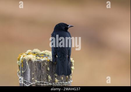 austral blackbird standing on a pole Stock Photo