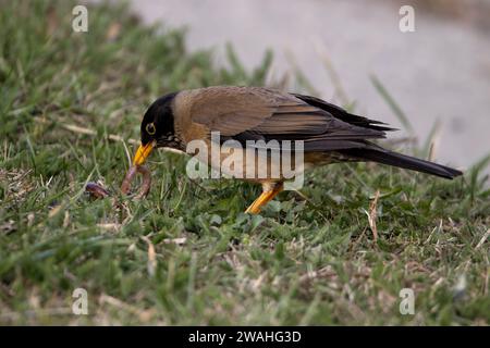 austral thrush eating a worm Stock Photo