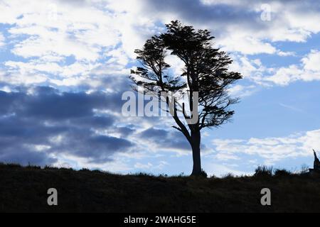 lonely tree at sunset on a cloudy day Stock Photo