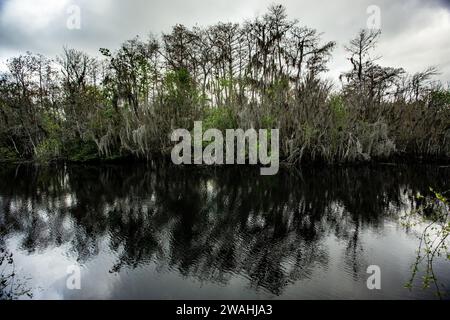 Cypress trees with a dramatic look and mirrored relection Stock Photo