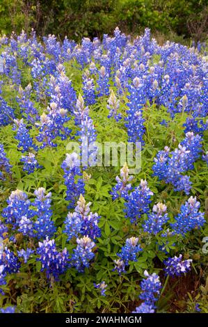 Texas bluebonnet field, Inks Lake State Park, Texas Stock Photo